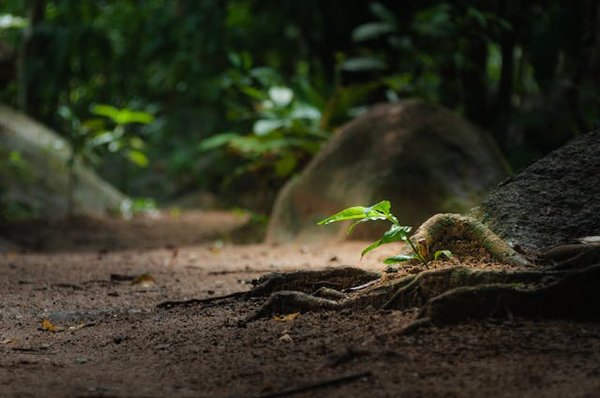 Où participer à un stage de survie dans les forêts de l'Alaska?